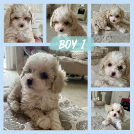 Poochon - Both