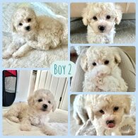 Poochon - Both
