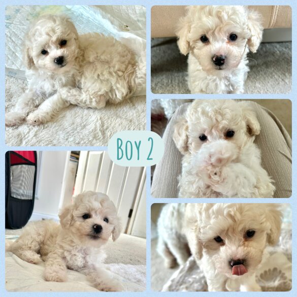Poochon - Both