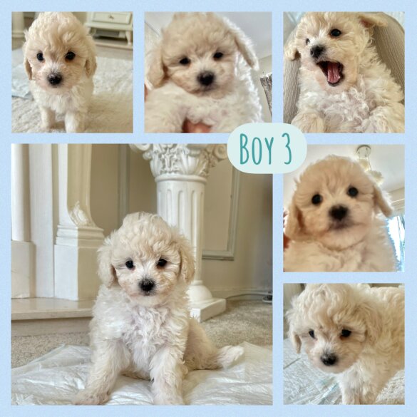 Poochon - Both
