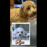 Poochon - Both