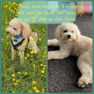 Poochon - Both