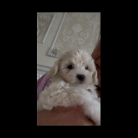 Poochon - Both