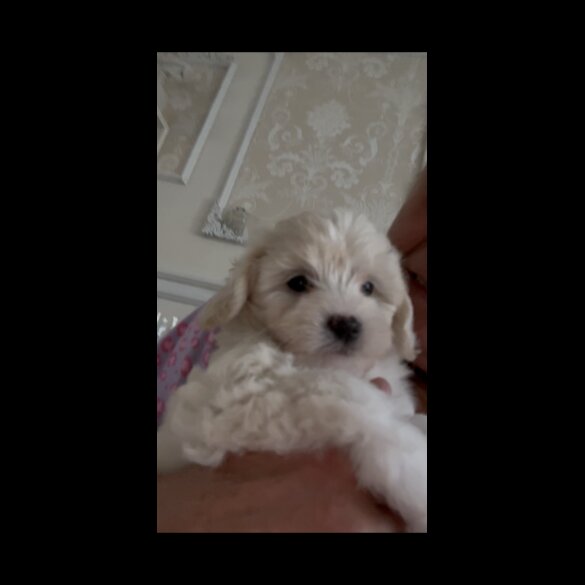 Poochon - Both