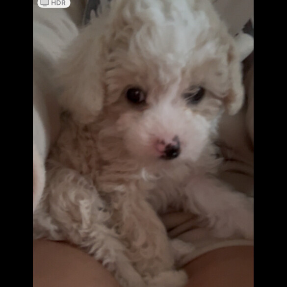 Poochon - Both