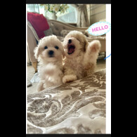 Poochon - Both