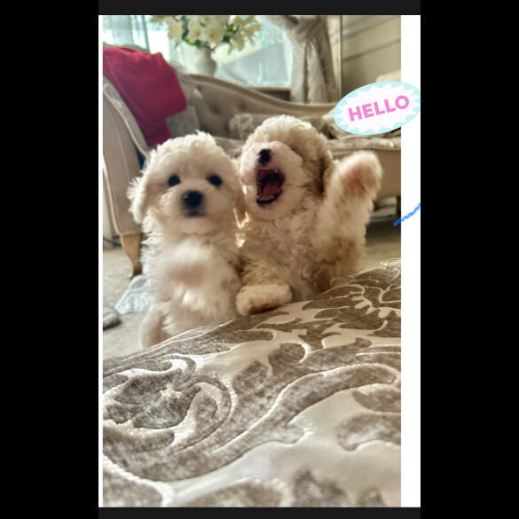 Poochon - Both