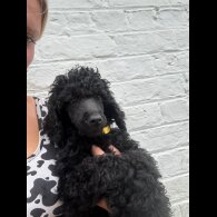 Poodle - Dogs