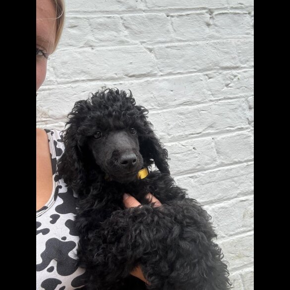 Poodle - Dogs