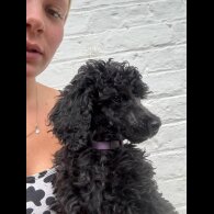 Poodle - Dogs
