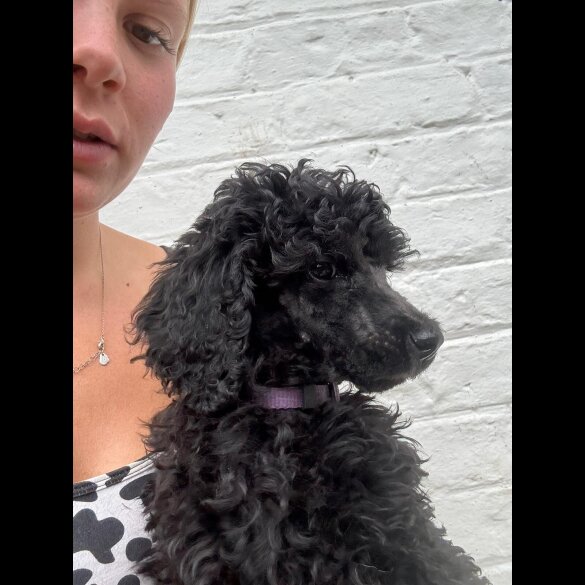 Poodle - Dogs
