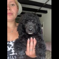 Poodle - Dogs
