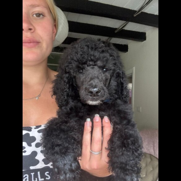 Poodle - Dogs