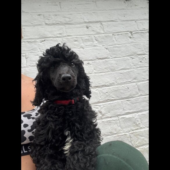 Poodle - Dogs