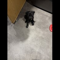 Pug - Both