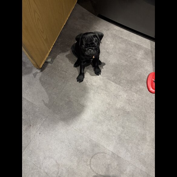 Pug - Both