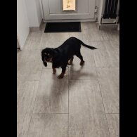 Cavalier King Charles Spaniel - Dogs
