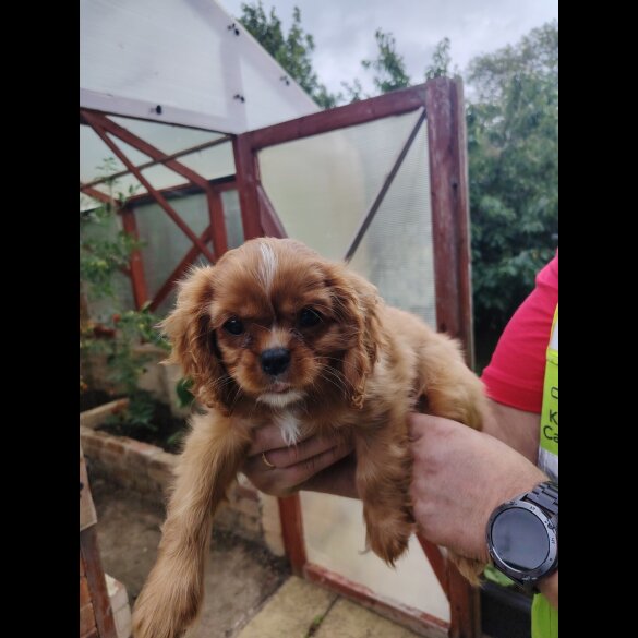 Cavalier King Charles Spaniel - Dogs