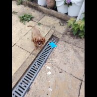 Cavalier King Charles Spaniel - Dogs