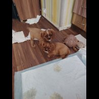 Cavalier King Charles Spaniel - Dogs