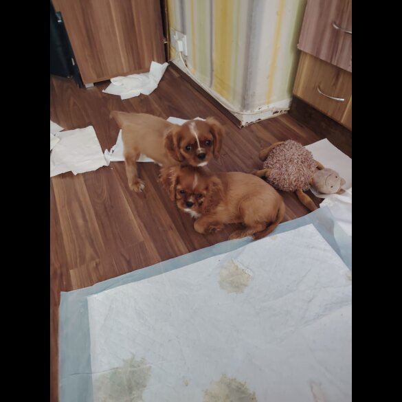 Cavalier King Charles Spaniel - Dogs