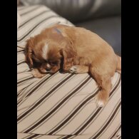 Cavalier King Charles Spaniel - Dogs