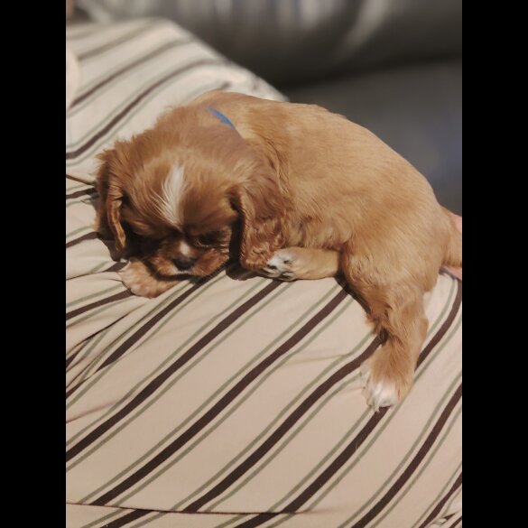 Cavalier King Charles Spaniel - Dogs