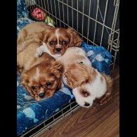 Cavalier King Charles Spaniel - Bitches