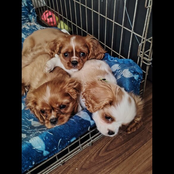Cavalier King Charles Spaniel - Bitches
