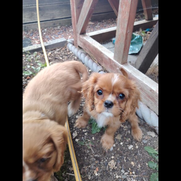 Cavalier King Charles Spaniel - Dogs