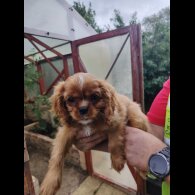 Cavalier King Charles Spaniel - Bitches
