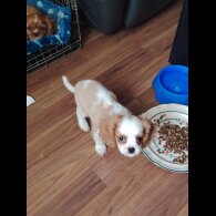 Cavalier King Charles Spaniel - Bitches