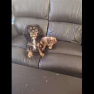 Cavalier King Charles Spaniel - Bitches