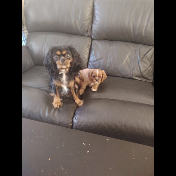 Cavalier King Charles Spaniel - Bitches