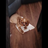 Cavalier King Charles Spaniel - Bitches