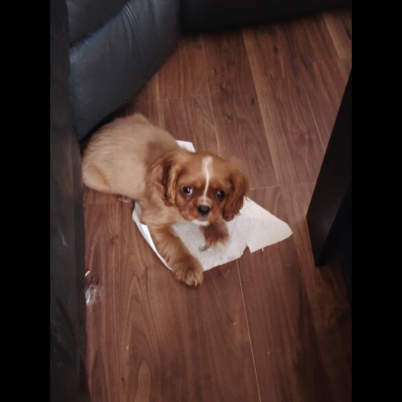 Cavalier King Charles Spaniel - Bitches