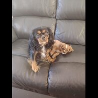 Cavalier King Charles Spaniel - Dogs