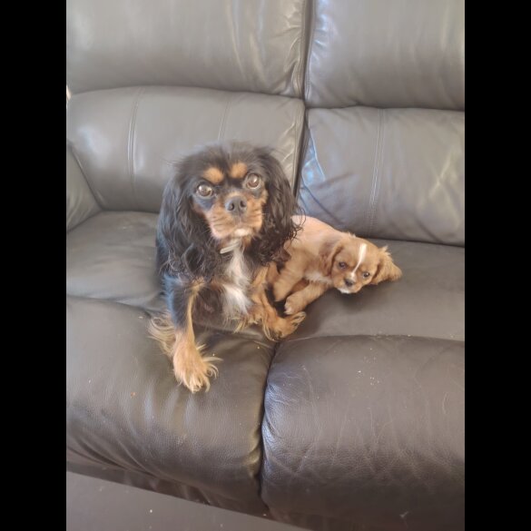 Cavalier King Charles Spaniel - Dogs
