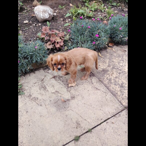 Cavalier King Charles Spaniel - Bitches