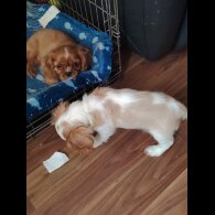 Cavalier King Charles Spaniel - Dogs