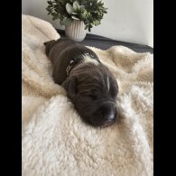 Staffordshire Bull Terrier - Both