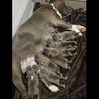 Staffordshire Bull Terrier - Both