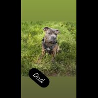 Staffordshire Bull Terrier - Both