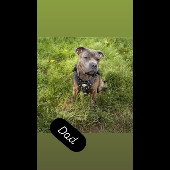 Staffordshire Bull Terrier - Both
