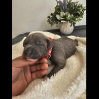 Staffordshire Bull Terrier - Both