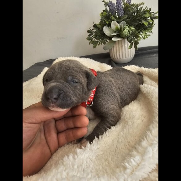 Staffordshire Bull Terrier - Both