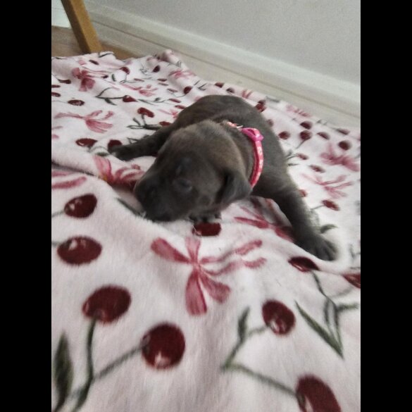 Staffordshire Bull Terrier - Both