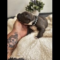 Staffordshire Bull Terrier - Both