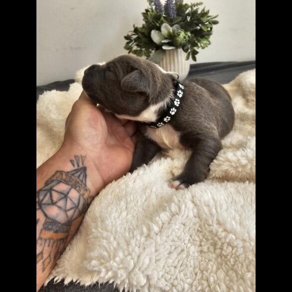 Staffordshire Bull Terrier - Both