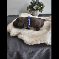 Staffordshire Bull Terrier - Both